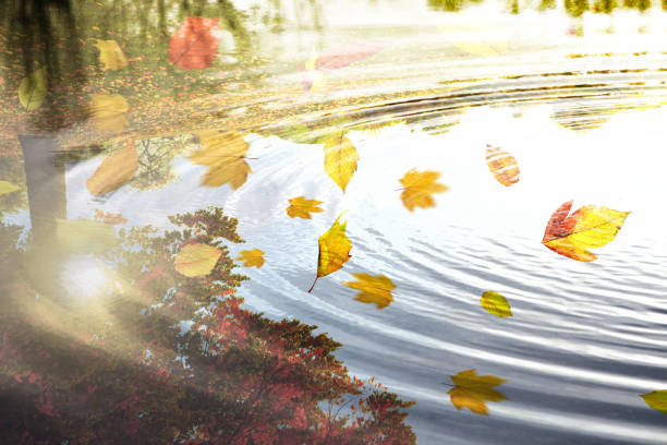 istock Colorful bright leaves falling in autumnal park. 1283561638