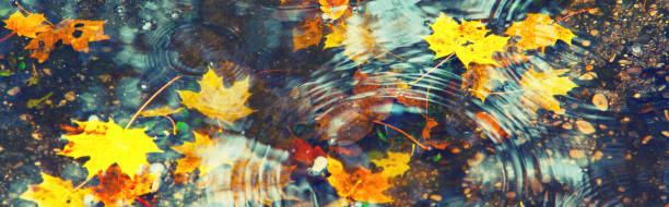 istock Colorful bright leaves falling in autumnal park. 1283561716