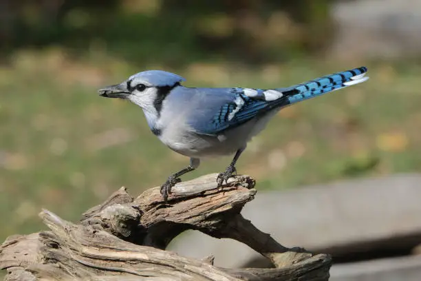 A bluejay perched on a branch.