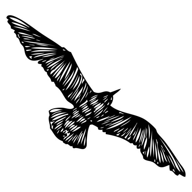 ilustrações, clipart, desenhos animados e ícones de gaivota negra, golpes de mão de aves marinhas. desenho. tinta de tatuagem de flash corporal inspiradora para marinheiro. vetor náutico. - black pencil flash