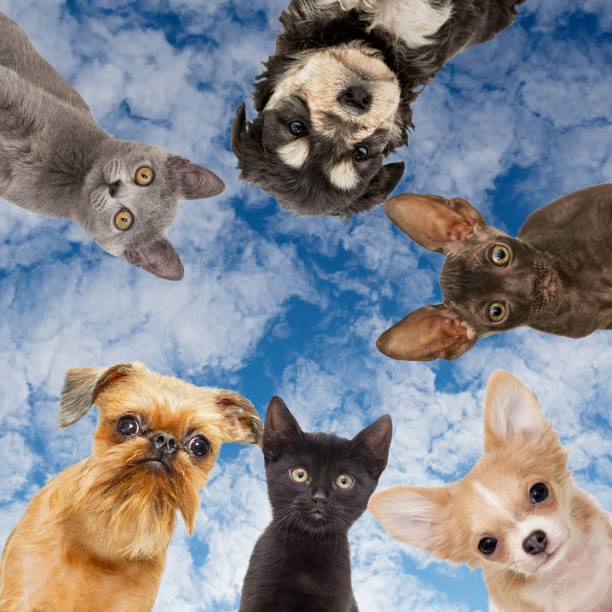 istock Group of animals looks down from above 1283564434