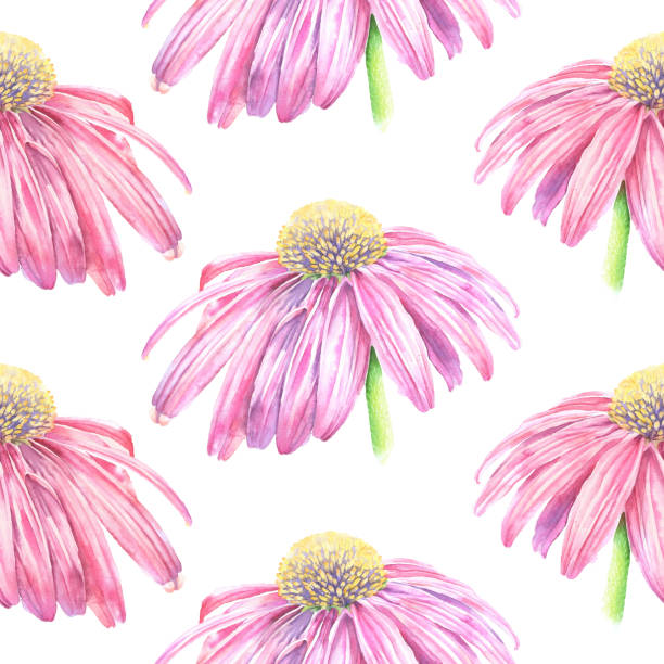 illustrations, cliparts, dessins animés et icônes de echinacea flower seamless pattern vector aquarelle iillustration - single flower flower marguerite white background