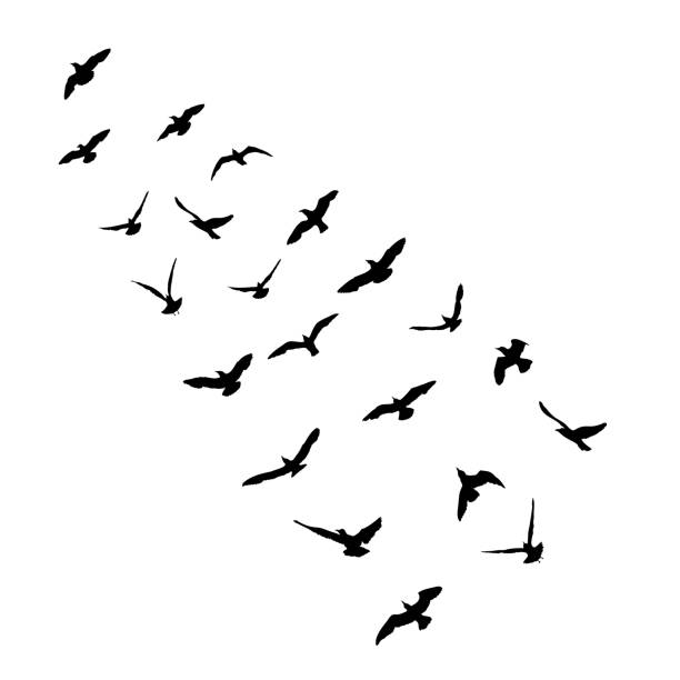 istock Silhouette of flying seagulls birds on white background. Inspirational sail body flash tattoo ink of sea gulls. Vector. 1283565075