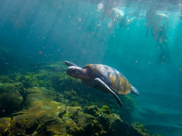 Sea turtle and two swimmers silhouette, Galapagos Islands