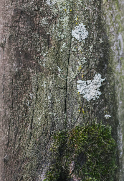 istock closeup of a tree trunk 1283566418