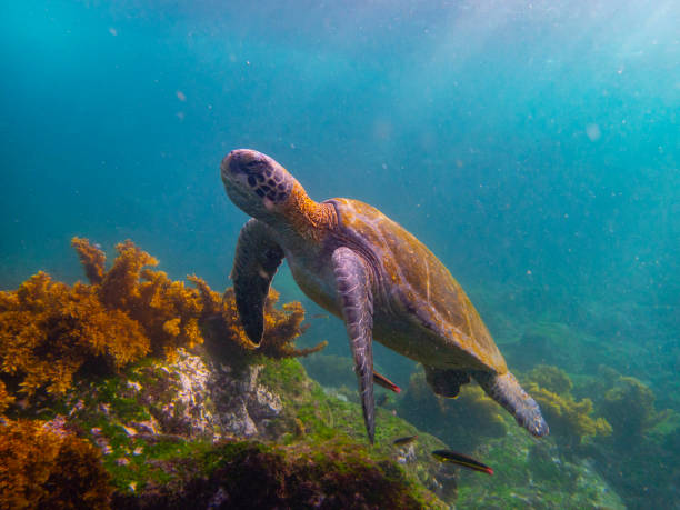 морская черепаха на галапагосских остр овах - биоразнообразие фотографии стоковые фото и изображения
