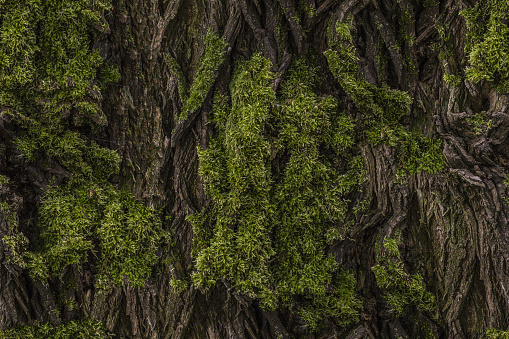 Tree bark and moss seamless pattern. Seamless texture of a tree trunk