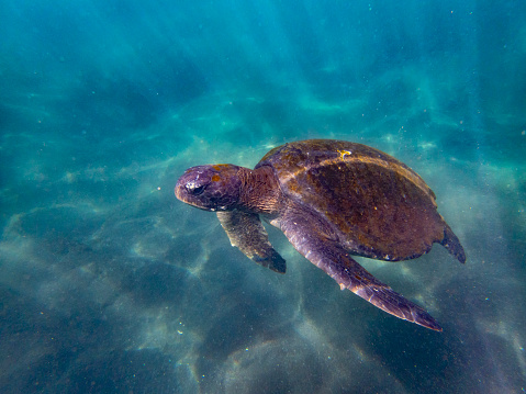 Sea turtles have a streamlined shell, non-retractile head and limbs. Sea turtles cannot pull their limbs and head inside their shells. Their limbs are flippers that are adapted for swimming.