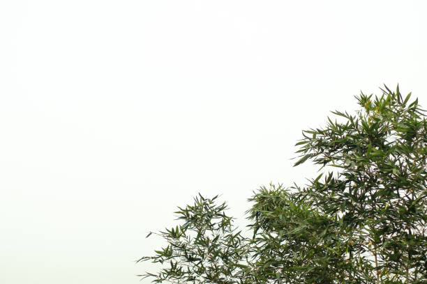 Bamboo  Twigs and Leaves Isolated on White