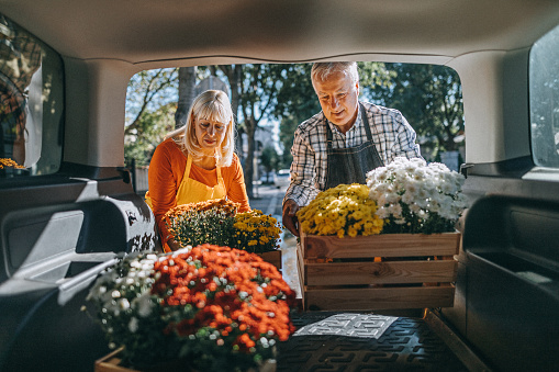 Senior couple unloading crates of fresh flowers from car trunk for set up of new shop