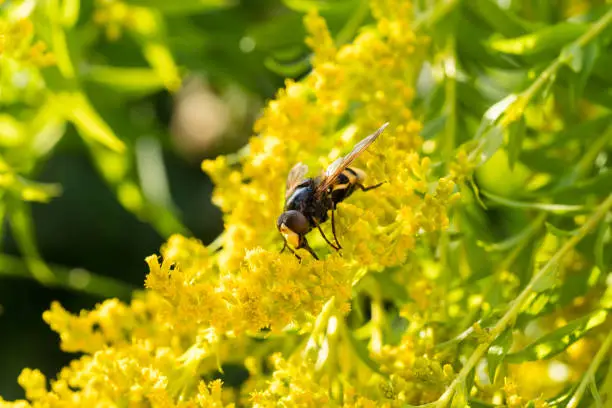 Insects like the bee fly,  bee and a holly blue butterfly on the flowers of the yellow gardenplant goldenrod ( Solidago virgaurea or European goldenrod or woundwort ) collecting pollen and nectar