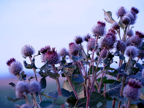 Field thistle.