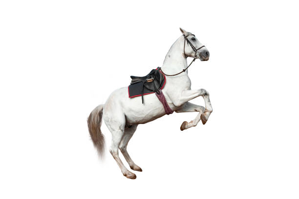Asil Arabian horses (Asil means - this arabian horses are of pure egyptian descent) - mare in gallop on pasture