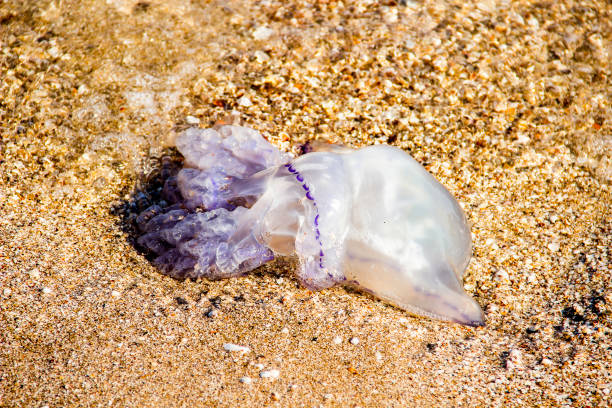 istock medusa on the sand 1283571157