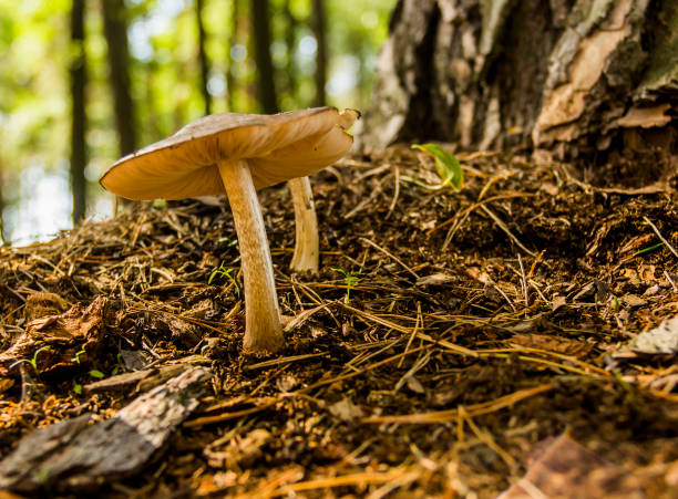 close-up a brown mushroom growing in the forest