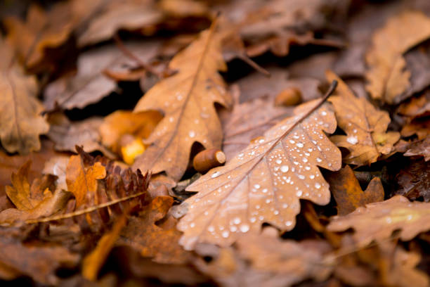 Fallen oak leaves in Autumn with rain drops in an ancient oak woodland, close up photograph.