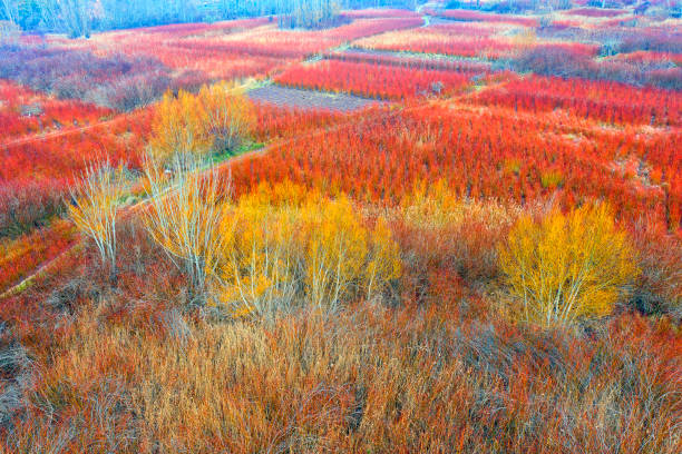 spanien, cuenca, wicker anbau in canamares im herbst - cuenca province stock-fotos und bilder