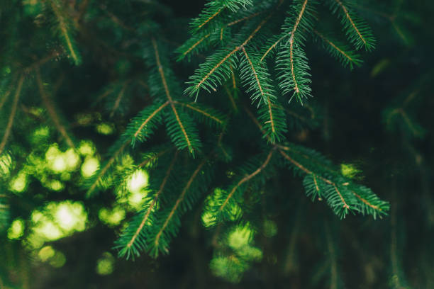istock Fluffy branches of a fir-tree. Christmas wallpaper or postcard concept. 1283573196