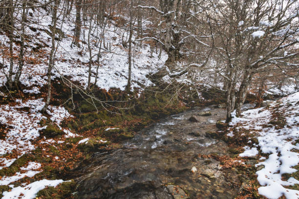 istock Snowy river surrounded by trees in the pine forest during autumn 1283573291