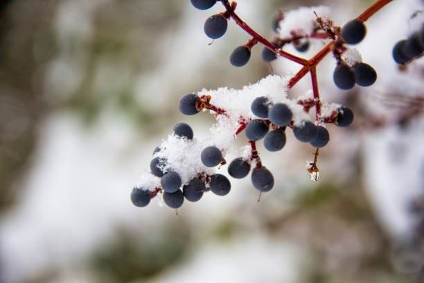 istock Sloes on a frozen branch with snow 1283573352