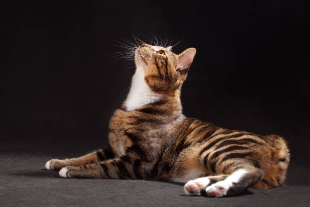 istock Kurilian bobtail cat laying sideways looking upwards 1283573987