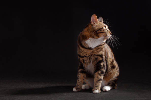 istock Kurilian bobtail cat sittig on black background 1283574086