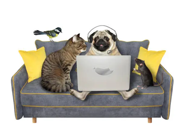 Photo of Pets using laptop on grey sofa