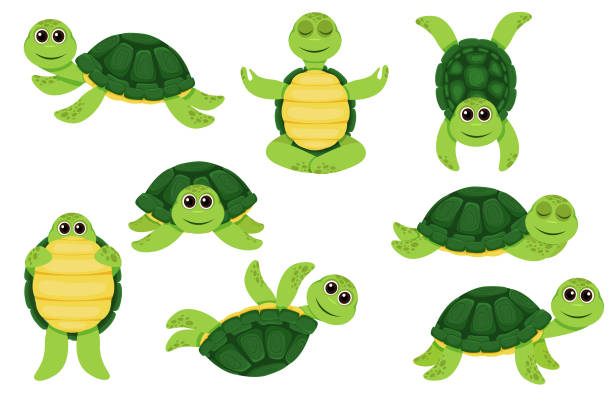 ÐÐ»Ñ ÐÐ½ÑÐµÑÐ½ÐµÑÐ° Collection of green turtle characters. Little turtles, walking and swimming turtle animals. Cartoon characters  baby turtles, cute wildlife animals in shell. Vector illustration tortoise stock illustrations