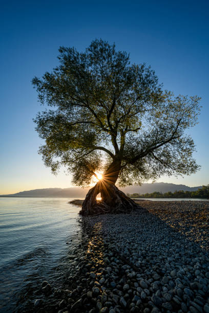 Majestic tree in the morning at the shore of Lake of Constance in Austria