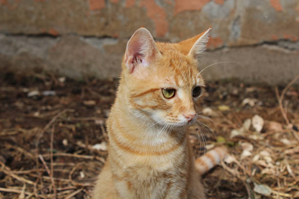 istock Cute little stray cat chilling in the bush 1283577316