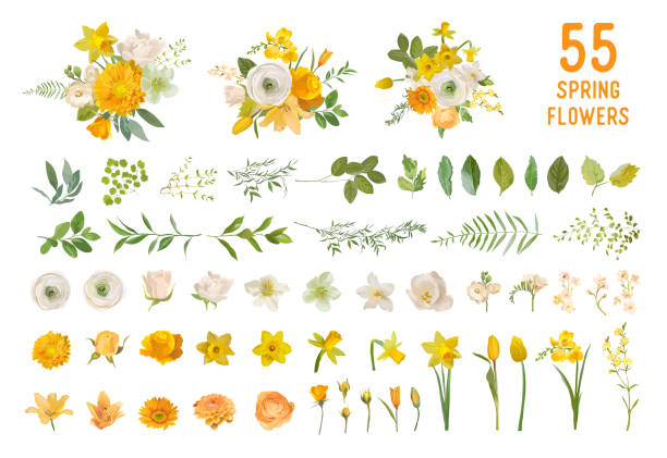 ilustraciones, imágenes clip art, dibujos animados e iconos de stock de flores de jardín de primavera, narciso amarillo, rosa mostaza, fresia blanca, eucalipto, vegetación, helecho. conjunto de elementos aislados de diseño vectorial. colección de ramo de verano de boda para decoración, invitación, cubierta - cabeza de flor