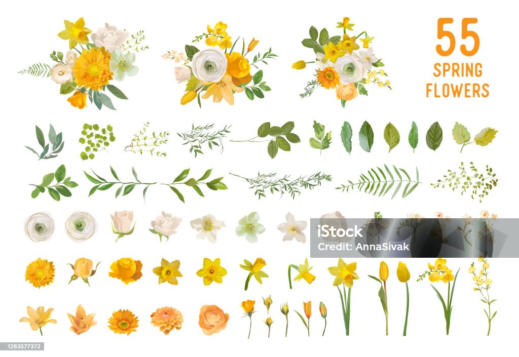 Spring Garden Flowers Yellow Daffodil Mustard Rose White Fresia Eucalyptus  Greenery Fern Vector Design Isolated Elements Set Wedding Summer Bouquet  Collection For Decoration Invitation Cover Stock Illustration - Download  Image Now - iStock