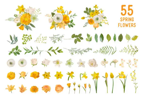 Vector illustration of Spring garden flowers, yellow daffodil, mustard rose, white fresia, eucalyptus, greenery, fern. Vector design isolated elements set. Wedding summer bouquet collection for decoration, invitation, cover