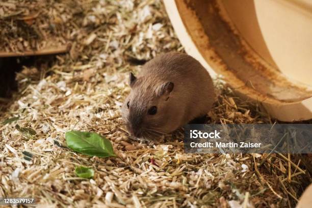 A Little Grey Gerbil Stock Photo - Download Image Now - Gerbil, Cage, Mouse - Animal