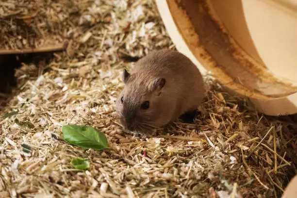 So sweet this grey gerbil at his home