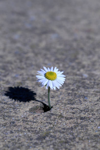 istock white flower growing on crack street, soft focus, blank text 1283580056