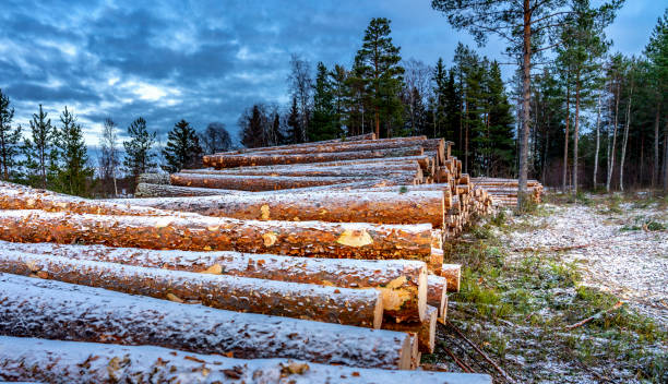 Side view of commercial timber, pine tree logs after clear cut of forest in Northern Sweden. Little snow cover trunks, cloudy winter day. Lapland, Scandinavia Side view of commercial timber, pine tree logs after clear cut of forest in Northern Sweden. Little snow cover trunks, cloudy winter day. Lapland, Scandinavia pine tree lumber industry forest deforestation stock pictures, royalty-free photos & images