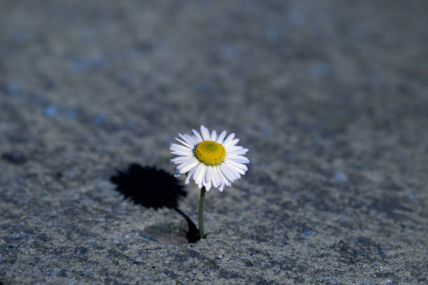 istock white flower growing on crack street, soft focus, blank text 1283581150