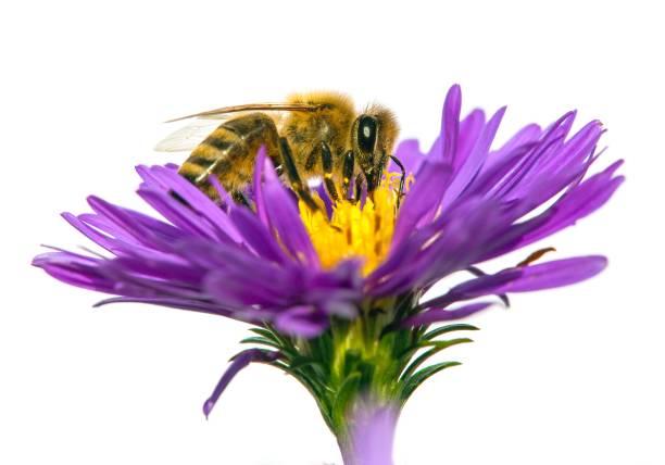 istock bee or honeybee in Latin Apis Mellifera on flower 1283582127