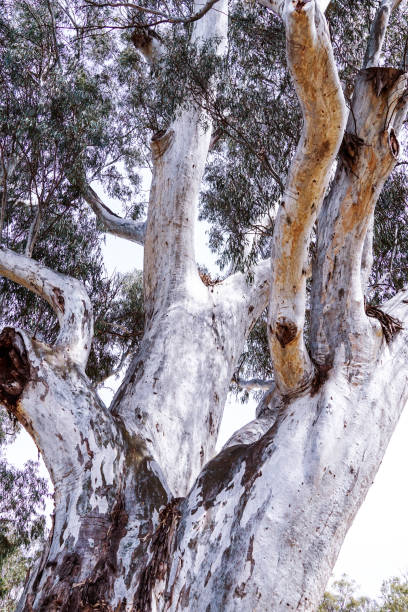 istock Deniliquin, New South Wales, Australia 1283582237