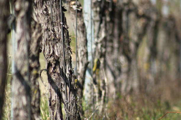 old trunks of the vine plant on a wineyard. blurred background.