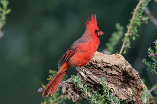 Male Northern Cardinal (Cardinalis cardinalis) on a stump.  The cardinal has a large range extending from Arizona to central and eastern United States and southward into Mexico.