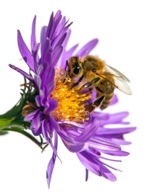 istock bee or honeybee in Latin Apis Mellifera on flower 1283585083
