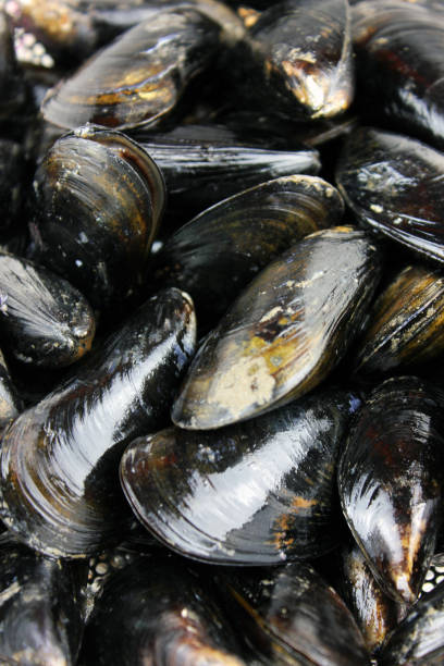 istock Maine Mussels 1283585856