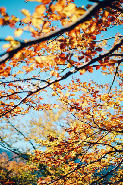 Close-up of a tree branch in the middle of the forest. Autumn colors are showing in the leaves. Peaceful scene of the wilderness and the beauty in nature.