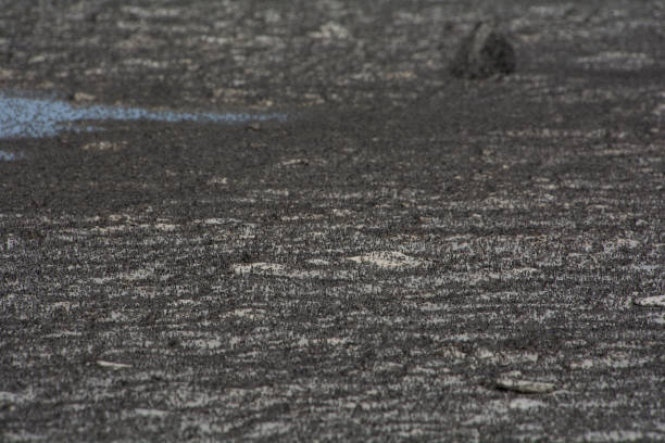 istock Millions of flies on the beach 1283587964