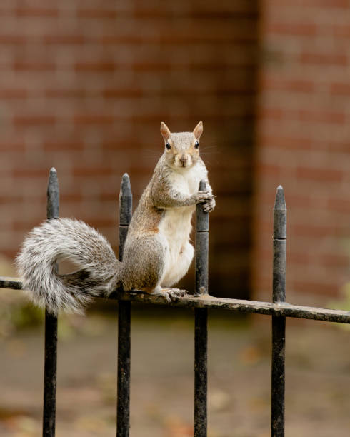 Grey squirrel hanging on the fence in the garden