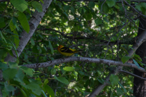 Western Tanager in a tree Colorful yellow and red bird in Grand Teton National Park piranga ludoviciana stock pictures, royalty-free photos & images