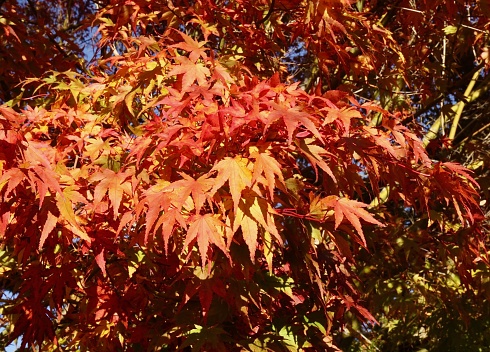 A close-up study of maple leaves in autumn