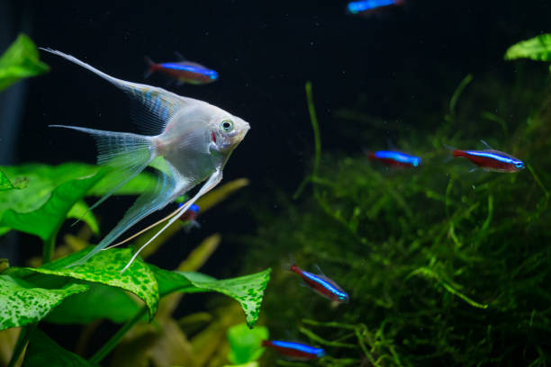 Fresh water planted aquarium with silver angelfish Fresh water planted aquarium with silver angelfish zebra cichlid stock pictures, royalty-free photos & images